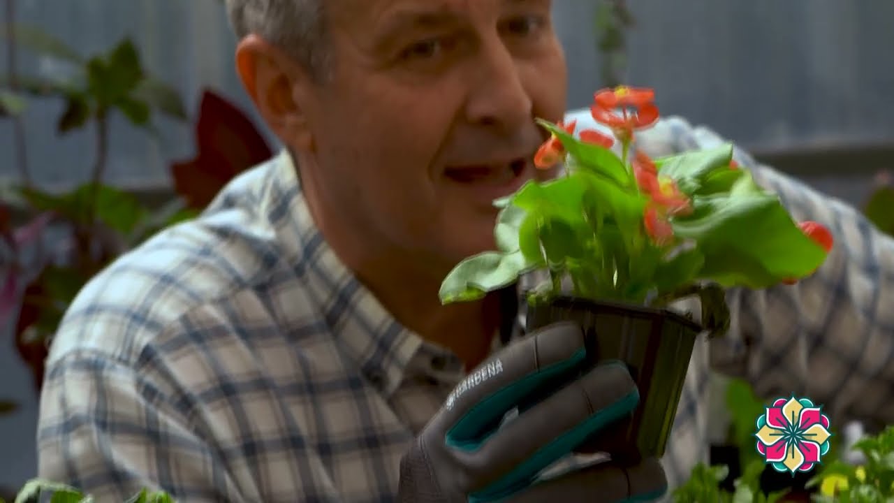 Cvetni kutak ep. 238 30.05.2024. Begonije, lantana, Marina Staničkov iz Sombora, Bagremara