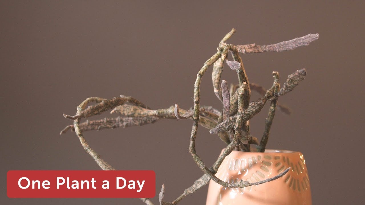 Euphorbia platyclada Houseplant Care — 215 of 365