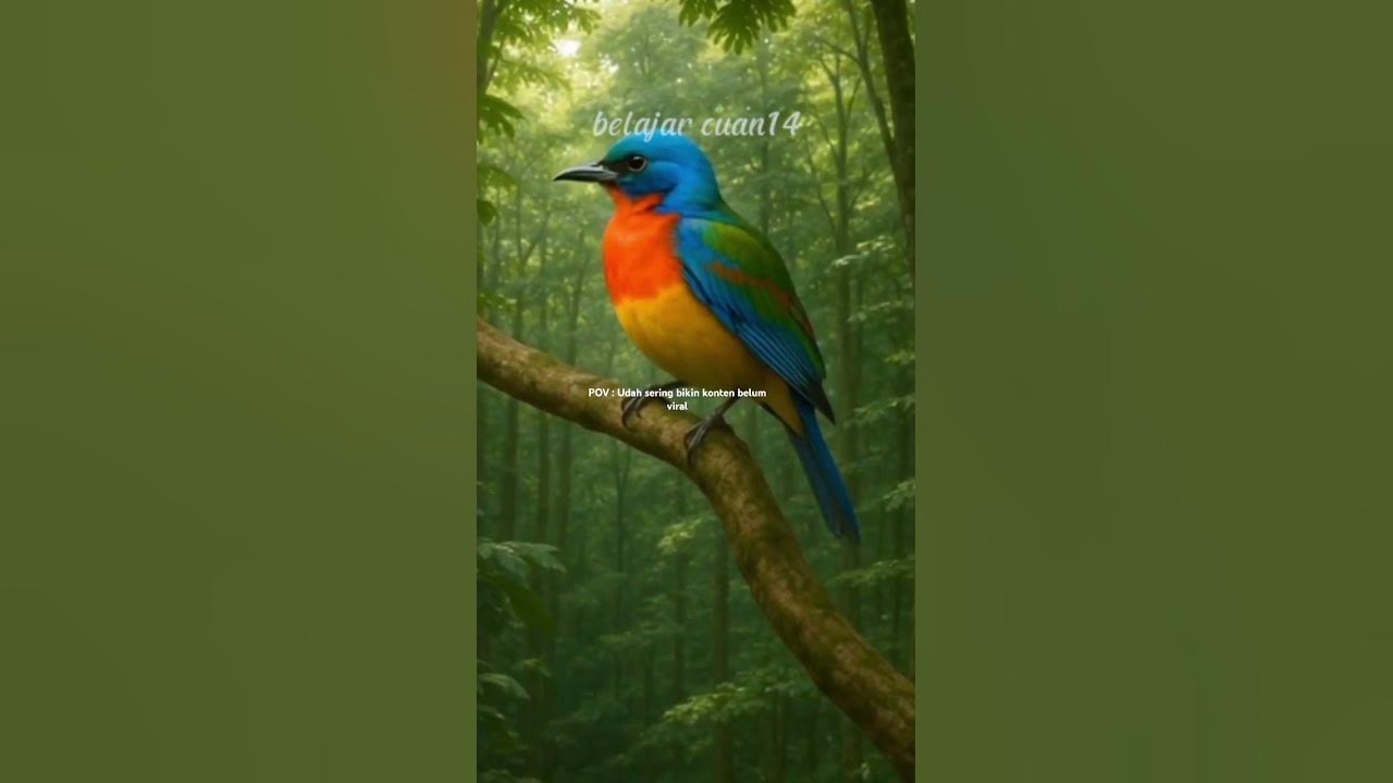 This Rare Bird Only Appears Once in a Lifetime #rarebirds #shortsfeed #fypviral #birds#animal#senja