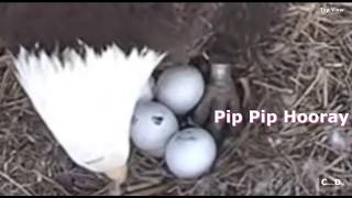 Xcel/FSV Eagles~First PIP-Progression-Movement-Chirps_4.4.26