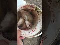 tetap fisyukuri walaupun dapat kecil-kecil#fishing #mancingmania #shortvideo