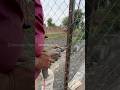 Chain link fence net installation #fence #net #fabricationwork