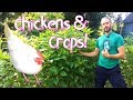 Chickens & Crops - Feeding ourselves AND our chickens For LESS!