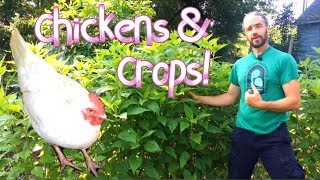 Chickens & Crops  Feeding ourselves AND our chickens For LESS!