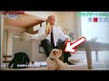 世にも奇妙な物語の予告編にて加藤純一の愛犬「ハナちゃん」登場【2020/11/09】