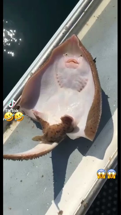Fish 🐠 laughing FUNNY