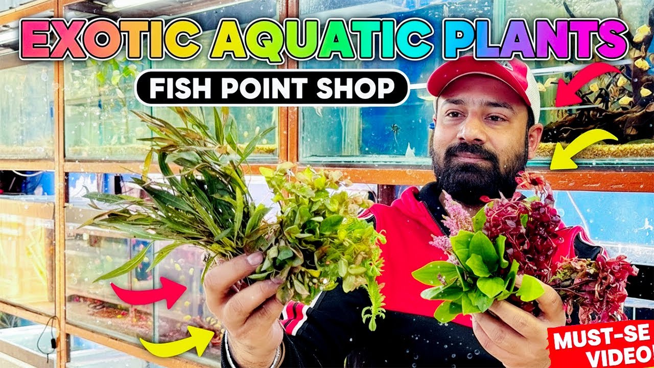 Hilal Fish Point I Visited Fish Point Saddar and Found 5 RARE Aquatic Plants - YouTube