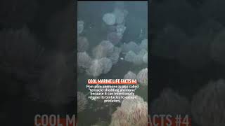 Meet the Pom Pom Anemone! #marinescience #wildlife