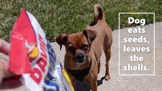 My Dog Eats Sunflower Seeds 😋  Spits the shells