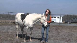 Understanding Your Horse's Nature & Learning How to Best Work with Your Horse: Sundance, Part I