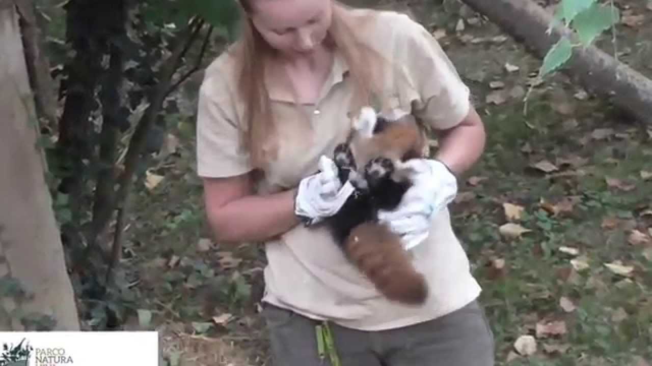 natura plaza cali Pesata dei piccoli di panda rosso: è un doppio fiocco azzurro!