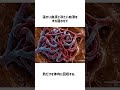 この冬におすすめ温かい魚【アカマンボウ】
