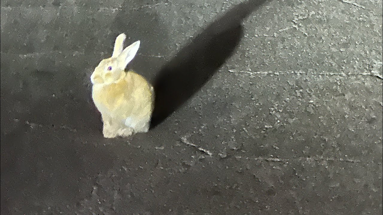 Run Rabbit Run: Phoenix Arizona The Ghetto experience - YouTube