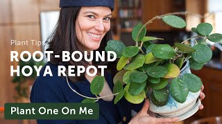 Plant Tips - Repotting a Root-Bound Hoya 🪴 || Summer Rayne Oakes