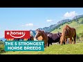 Top 5 Strongest Horse breeds