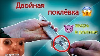 Двойная поклевка. Щуку атаковал другой хищник во время вываживания