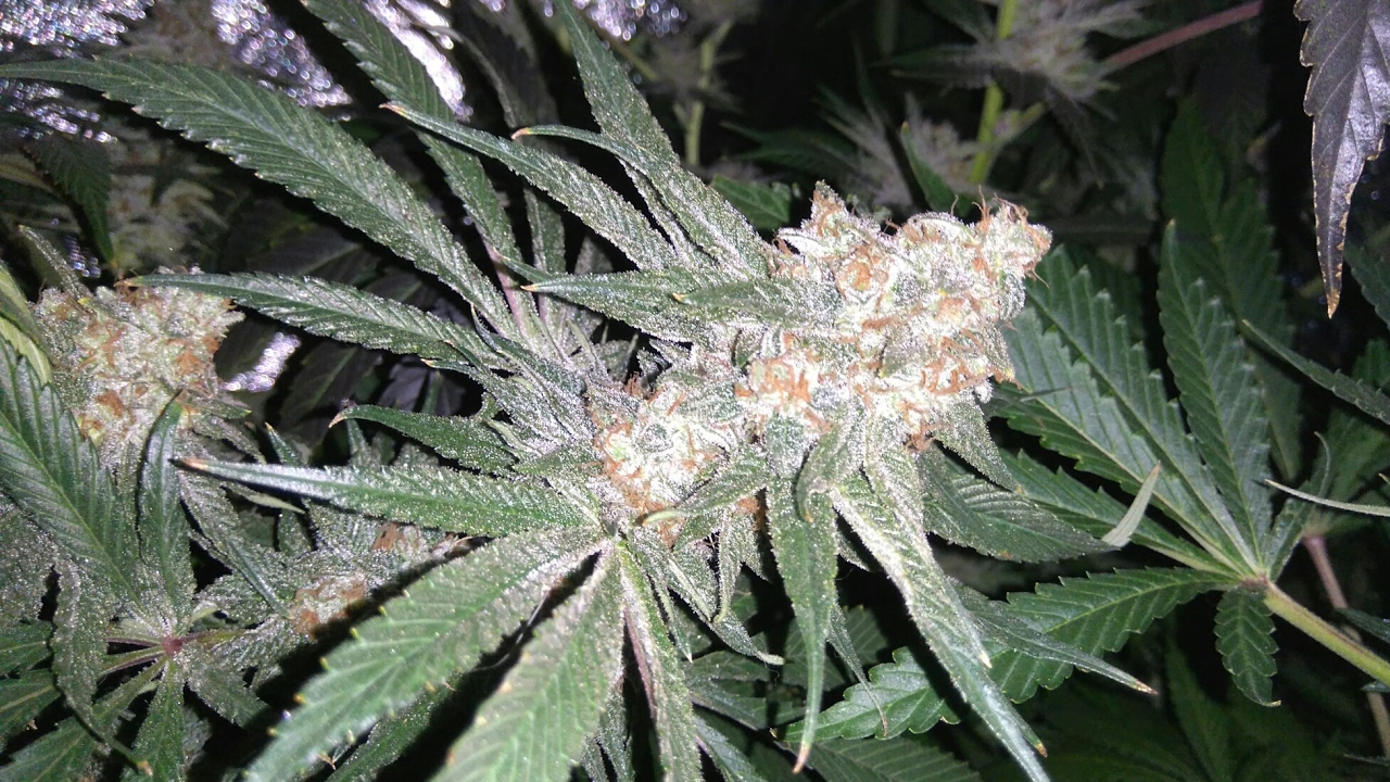 HSO Blueberry Headband and Raspberry diesel night shots