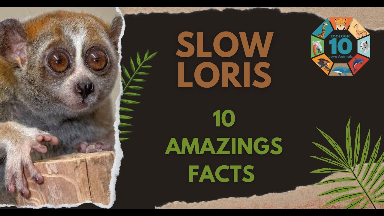 10 Shocking Facts About the Slow Loris | Cute but Dangerous | Zoologic 10