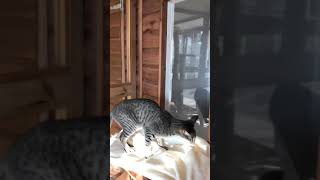 Holy trin by Brankley Cattery 39 views 5 years ago 3 minutes, 14 seconds