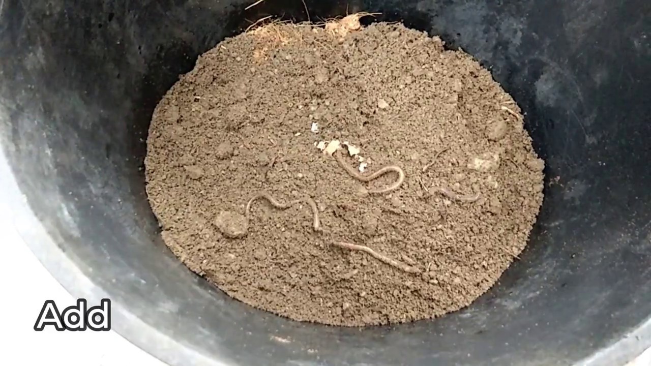 Composting Turn Kitchen Waste into Compost Nurin Othman YouTube