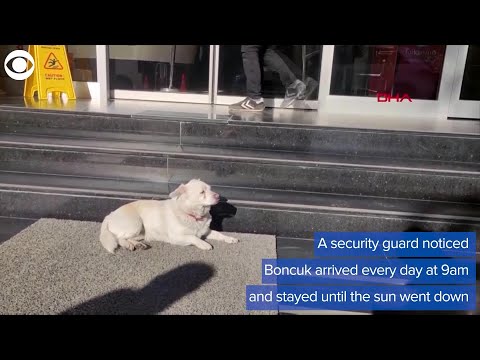 WEB EXTRA: Dog Waits For Owner Outside Hospital