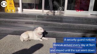 WEB EXTRA: Dog Waits For Owner Outside Hospital