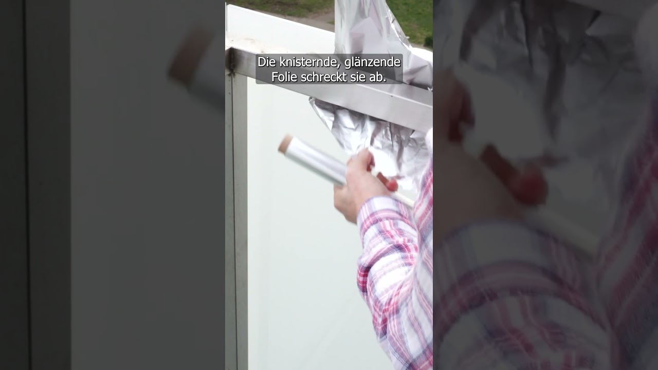 Taubenfrei auf dem Balkon – 100 % wirksam