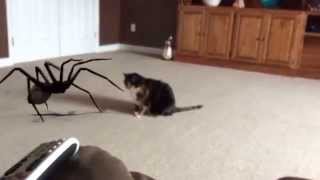 SPIDER JUMPSCARE KAT by CheeseOstrich 26,202,222 views 8 years ago 6 seconds