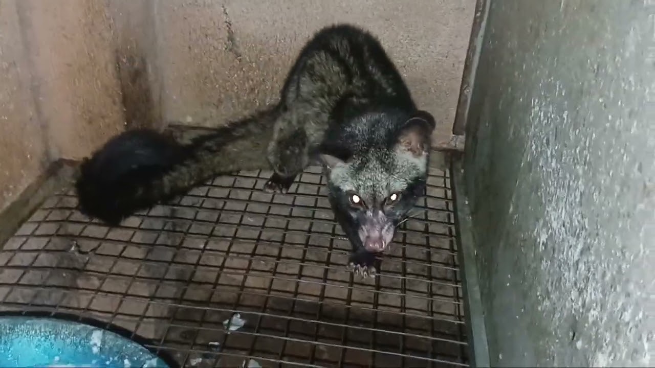 chồn hương giống lai cam .bzby tách bày ae thích lh 0919182643 zalo 0372711268