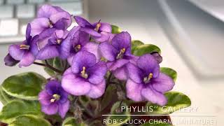African Violet - Robs Lucky Charm