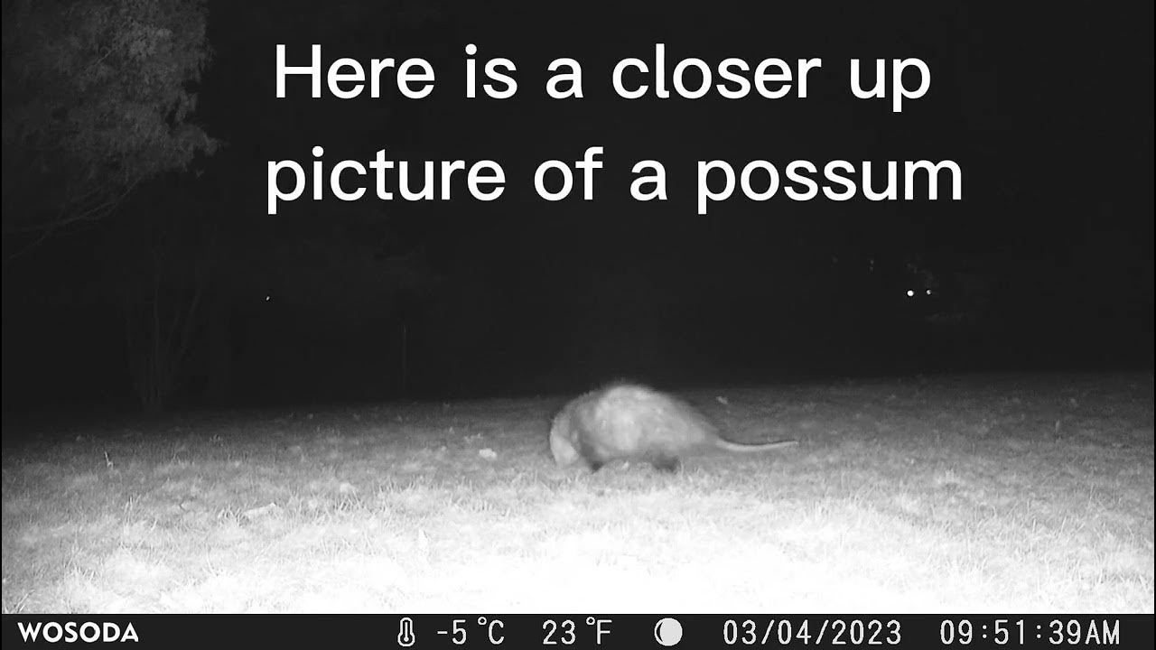 Backyard Adventures (Episode 1) YouTube