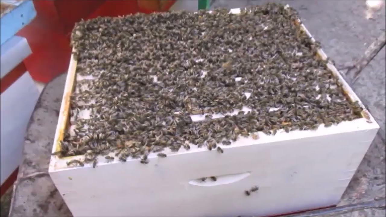 JEDANAESTA LEKCIJA O PČELARSTVU
