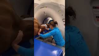 Horse check machine - Smart horse show