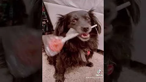 Is there a pet Mother's Day?
