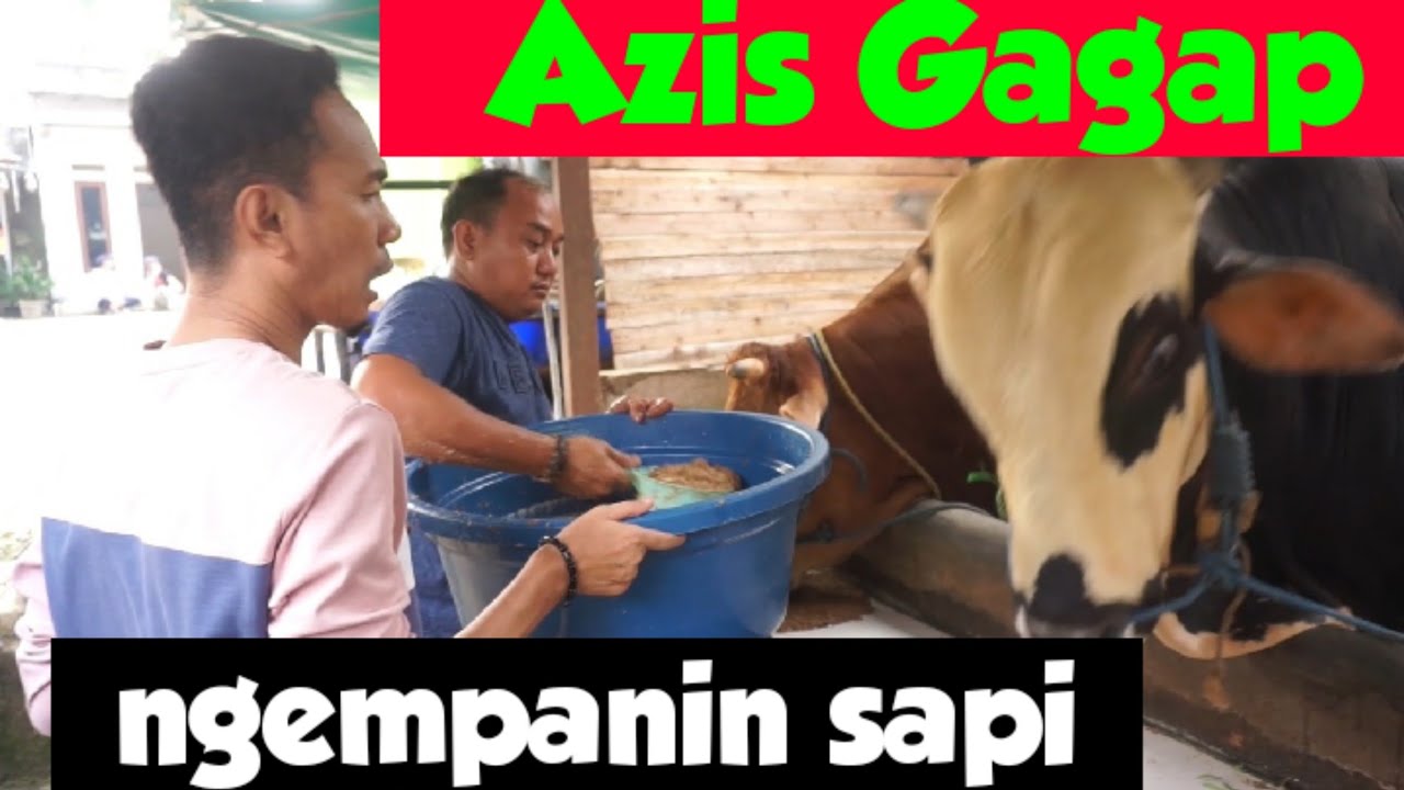 (Liatin doang) Azis Gagap ksh makan sapi Qurbannya.. || #AZISGAGAP #OVJ #OPERAVANJAVA