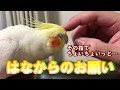 じらすと甘え鳴きをしながらカキカキをおねだりするオカメインコ　　pinohana