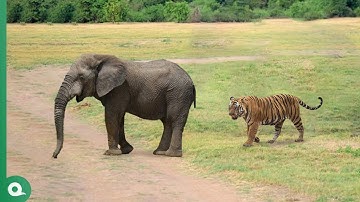 Look What Happened When This Tiger Attacked Elephant