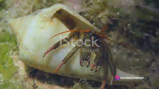 The Secret Life of Sea Shells: Survival and Metabolism