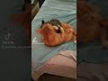 Garfield and Kitty Kitty Meow Meow