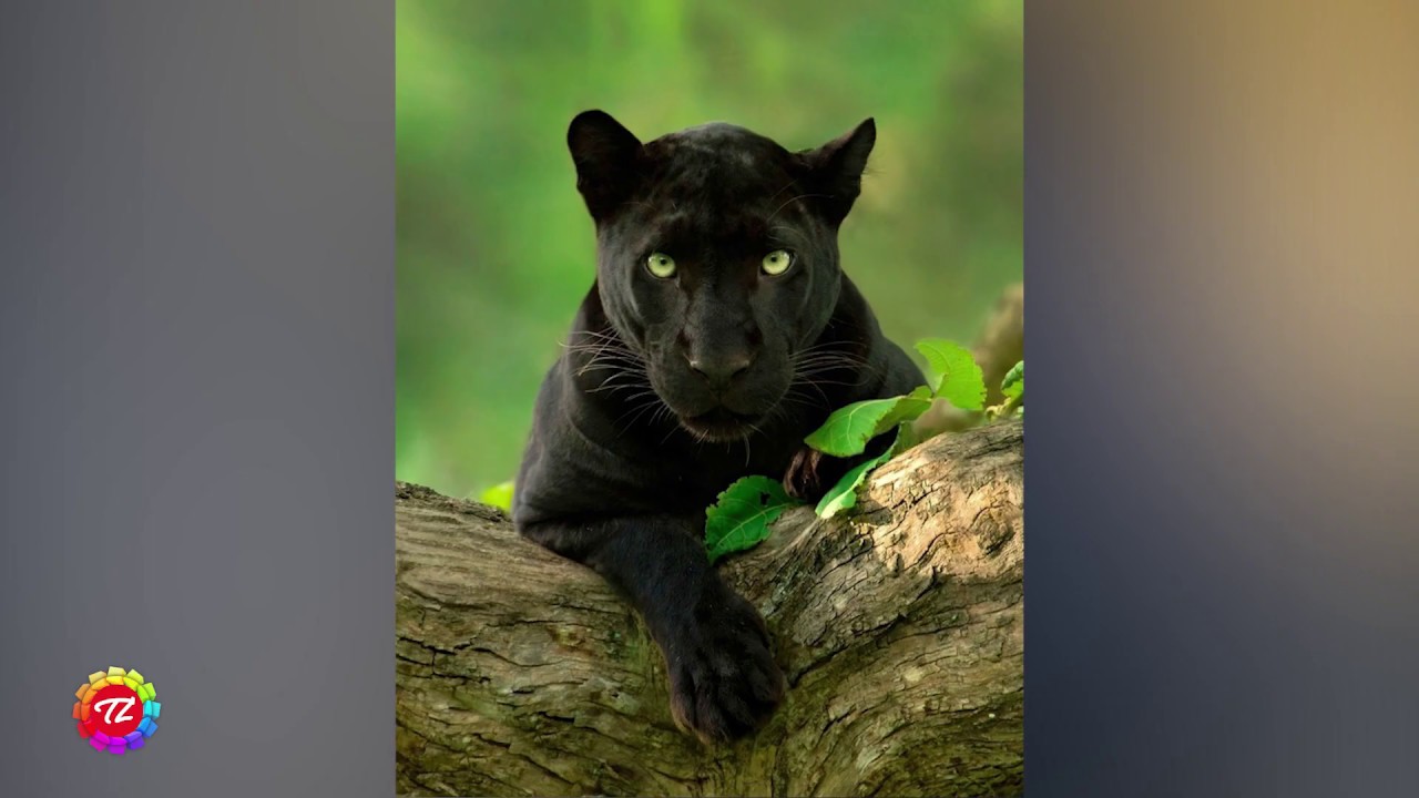 Kenneth Anderson leh Keite Bung 7na