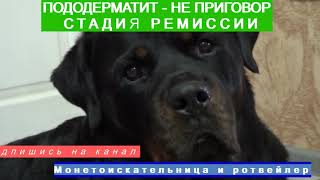 ЛЕЧИМ ПОДОДЕРМАТИТ У СОБАКИ. РЕМИССИЯ