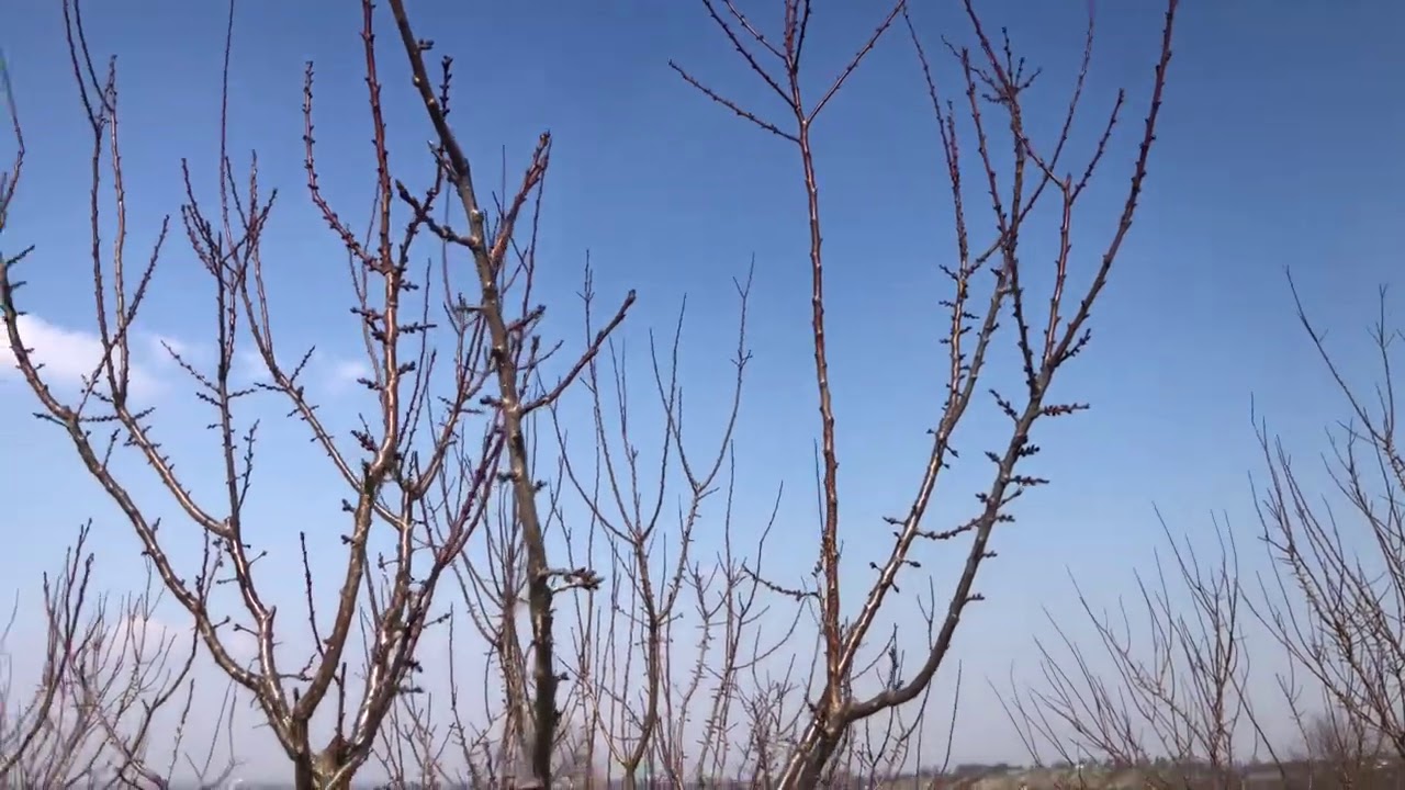 Jarní řez meruňky. Radkův sad