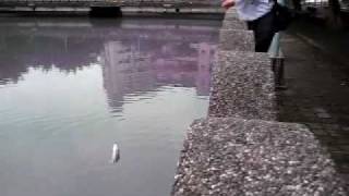 990617海鰱-周大005.MOV