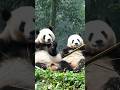 Not Brothers by Birth, Brothers by Heart 🐼❤️ | Jinhui & Qianxi