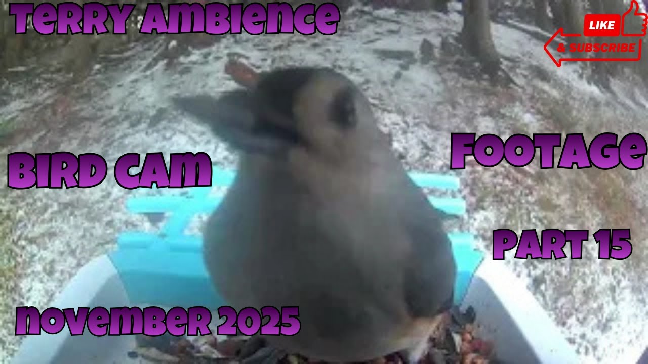 Bird Cam Footage November 2025 Part 15 - YouTube