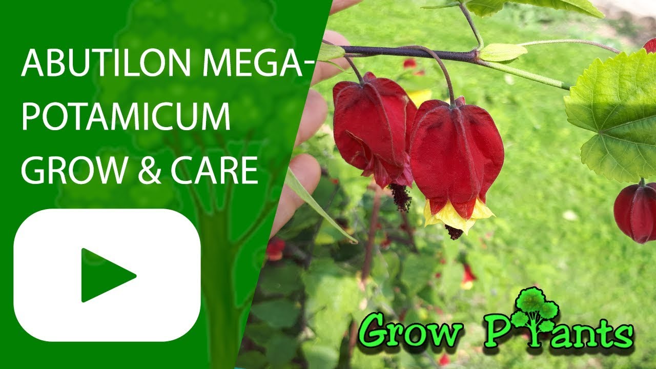 Abutilon megapotamicum - grow and care - YouTube