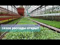 Обзор теплиц на 27.04 что растет из рассады