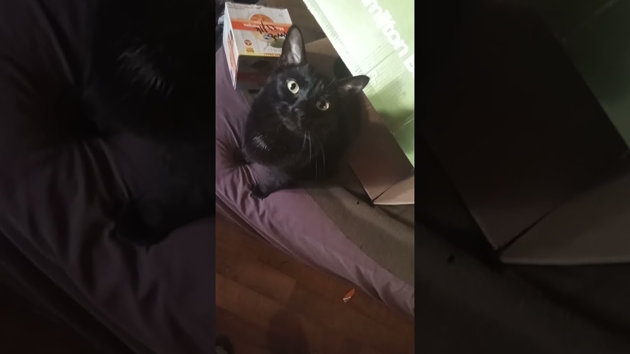 My cat has a box fetish