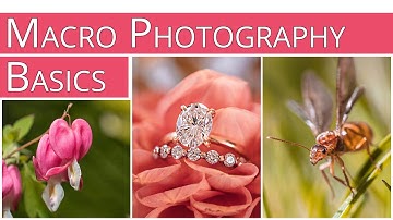 Macro Photography Basics - Lenses, Gear and Settings Tutorial