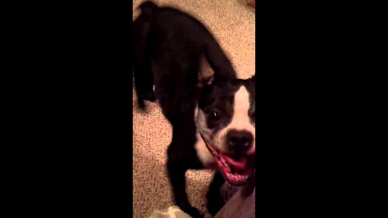 This Pup IS A Dancing Machine And It's Amazing!